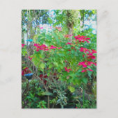 Poinsettia Backyard Briefkaart (Voorkant)