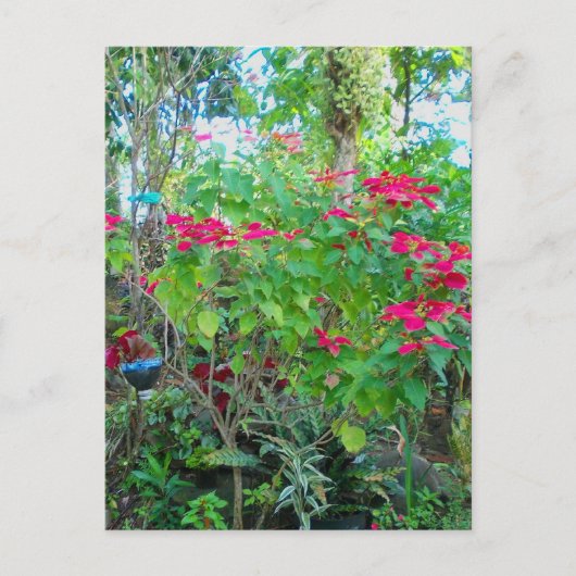 Poinsettia Backyard Briefkaart (Voorkant)