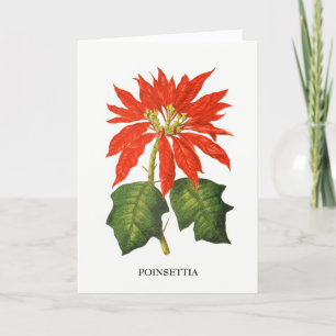 Poinsettia Botanische afdruk Feestdagen Kaart