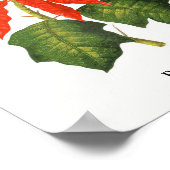 Poinsettia Botanische afdruk Poster (Hoek)
