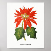 Poinsettia Botanische afdruk Poster (Voorkant)