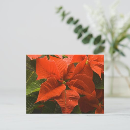 Poinsettia Briefkaart (Staand voorkant)