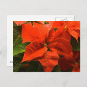 Poinsettia Briefkaart (Voorkant / Achterkant)