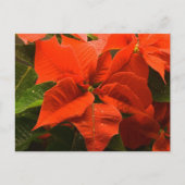 Poinsettia Briefkaart (Voorkant)