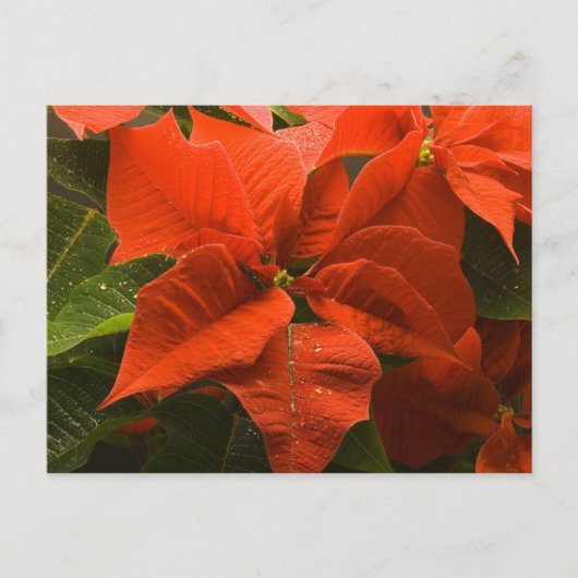 Poinsettia Briefkaart (Voorkant)