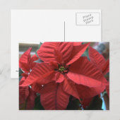 Poinsettia Briefkaart (Voorkant / Achterkant)