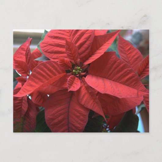 Poinsettia Briefkaart (Voorkant)