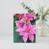 Poinsettia [Briefkaart] Briefkaart (Staand voorkant)