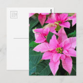 Poinsettia [Briefkaart] Briefkaart (Voorkant / Achterkant)