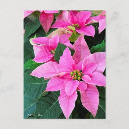 Poinsettia [Briefkaart] Briefkaart (Voorkant)