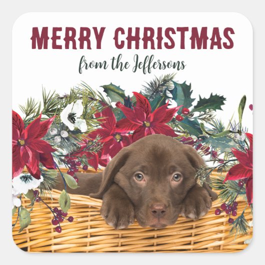 Poinsettia Chocolade Lab Puppy Kerstmis Vierkante Sticker (Voorkant)