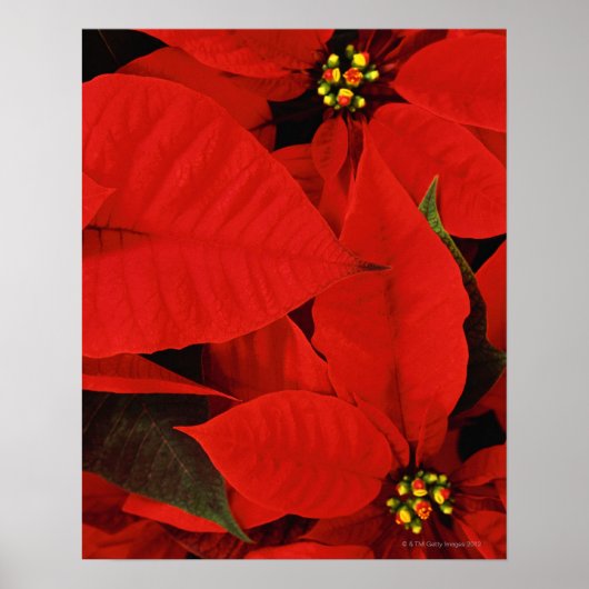 Poinsettia Close-up Poster (Voorkant)