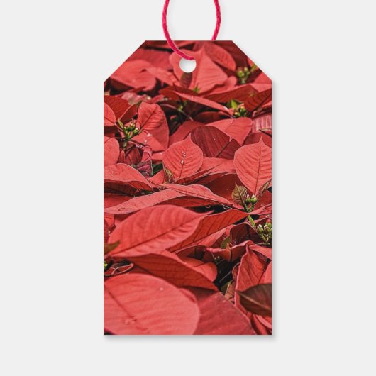 Poinsettia Elegant Custom Kerstmis Cadeaulabel (Achterkant)