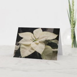 Poinsettia Feestdagen Kaart