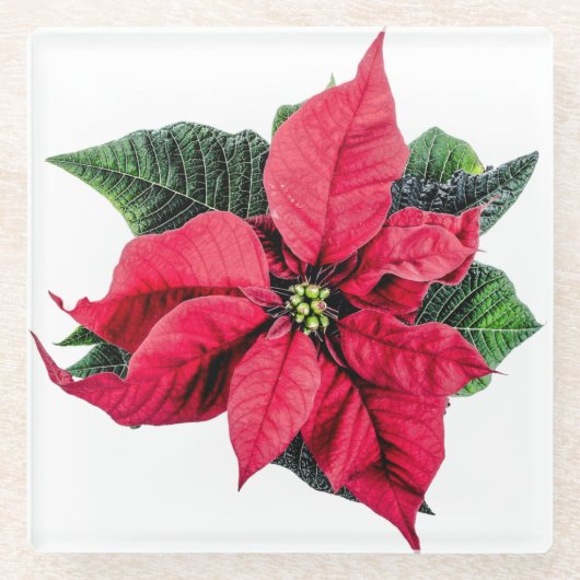 Poinsettia Glazen Onderzetter (Voorkant)