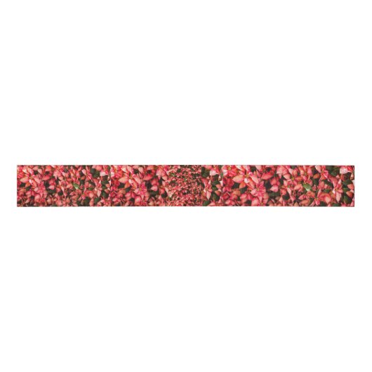 Poinsettia Grosgrain Lint (Voorkant)