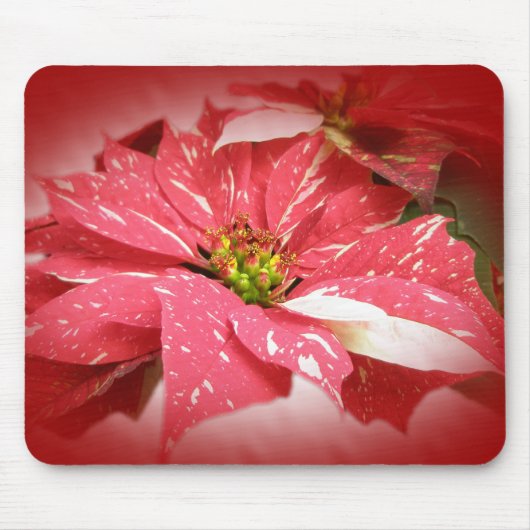 Poinsettia in rood en wit muismat (Voorkant)
