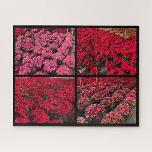 Poinsettia Kerst Kas Rood Roze Legpuzzel (Horizontaal)