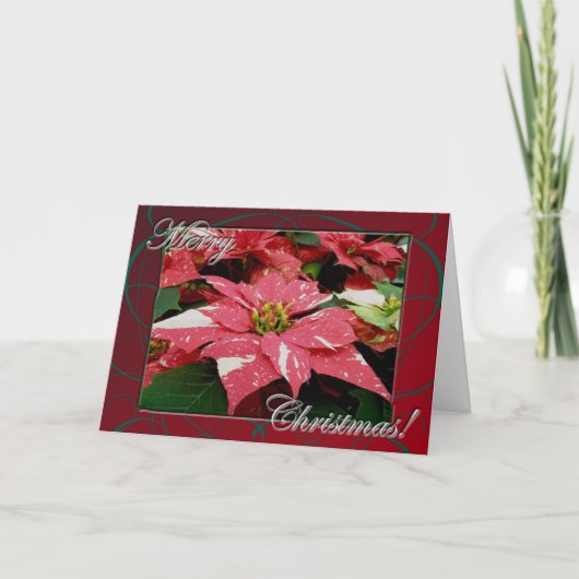 Poinsettia Kerstkaart Feestdagen Kaart (Voorkant)