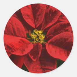 Poinsettia Kerstmis en vakantie Ronde Sticker