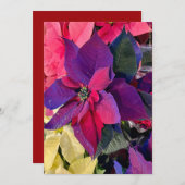 Poinsettia Magie Feestdagenkaart (Voorkant / Achterkant)