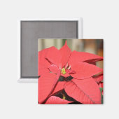 Poinsettia Magneet (Voorkant / Achterkant)