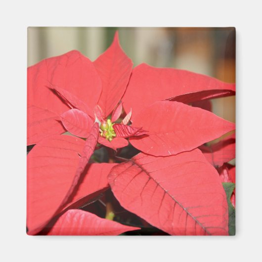 Poinsettia Magneet (Voorkant)