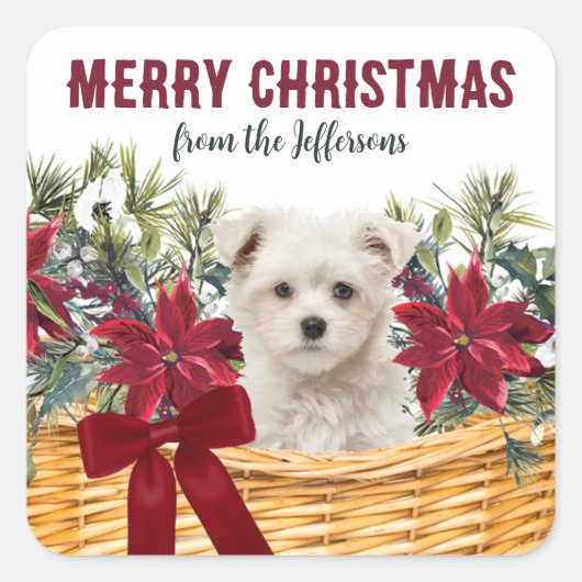 Poinsettia Maltese puppy kerstmandje Vierkante Sticker (Voorkant)