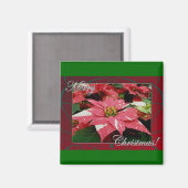Poinsettia Merry kerst Magnet (Voorkant / Achterkant)