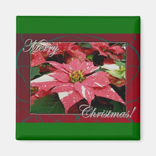 Poinsettia Merry kerst Magnet (Voorkant)