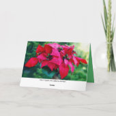 Poinsettia Merry Kerstmis Kaart (Achterkant)