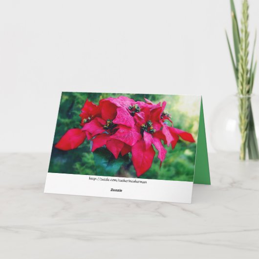 Poinsettia Merry Kerstmis Kaart (Achterkant)
