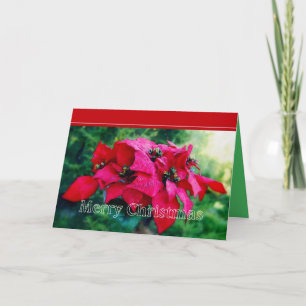 Poinsettia Merry Kerstmis Kaart