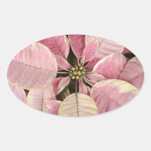 Poinsettia Ovale Stickers (Voorkant)