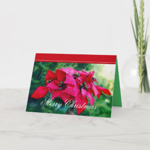 Poinsettia Prettig Kerstkaart Feestdagen Kaart