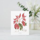 Poinsettia pulcherrima briefkaart (Staand voorkant)