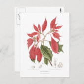 Poinsettia pulcherrima briefkaart (Voorkant / Achterkant)