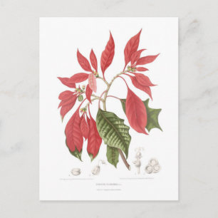 Poinsettia pulcherrima briefkaart