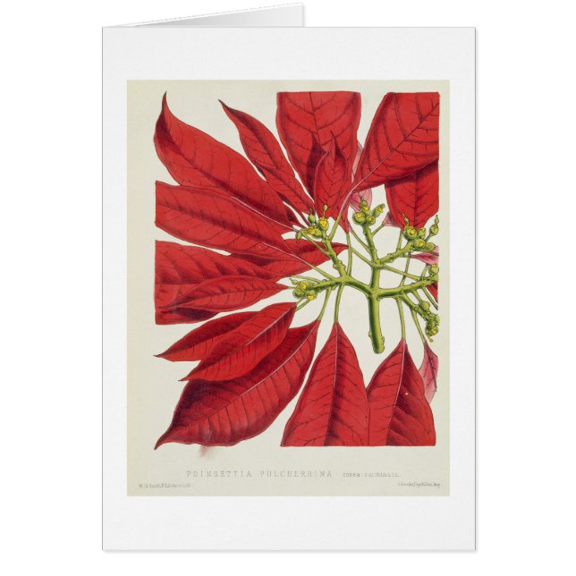 Poinsettia Pulcherrima (kleurenlitho) (Voorkant)