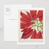 Poinsettia Pulcherrima (kleurenlitho) Briefkaart (Voorkant / Achterkant)
