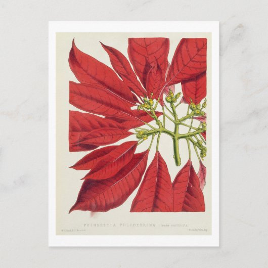 Poinsettia Pulcherrima (kleurenlitho) Briefkaart (Voorkant)