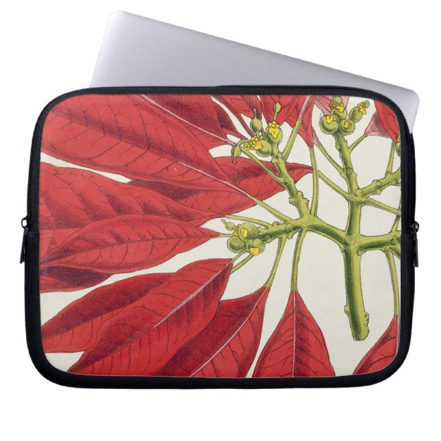 Poinsettia Pulcherrima (kleurenlitho) Laptop Sleeve (Voorkant)