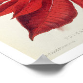 Poinsettia Pulcherrima (kleurenlitho) Poster (Hoek)