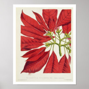 Poinsettia Pulcherrima (kleurenlitho) Poster