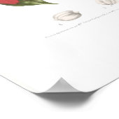 Poinsettia pulcherrima poster (Hoek)