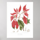 Poinsettia pulcherrima poster (Voorkant)