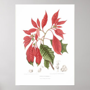 Poinsettia pulcherrima poster