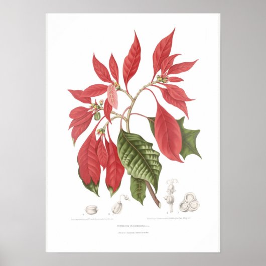 Poinsettia pulcherrima poster (Voorkant)