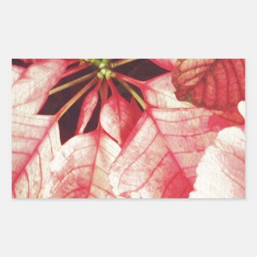 Poinsettia Rechthoekige Sticker (Voorkant)
