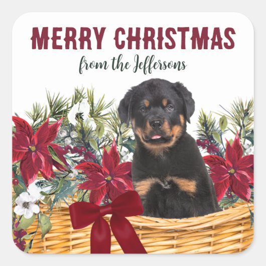 Poinsettia Rottweiler Hondenkerstmand Vierkante Sticker (Voorkant)